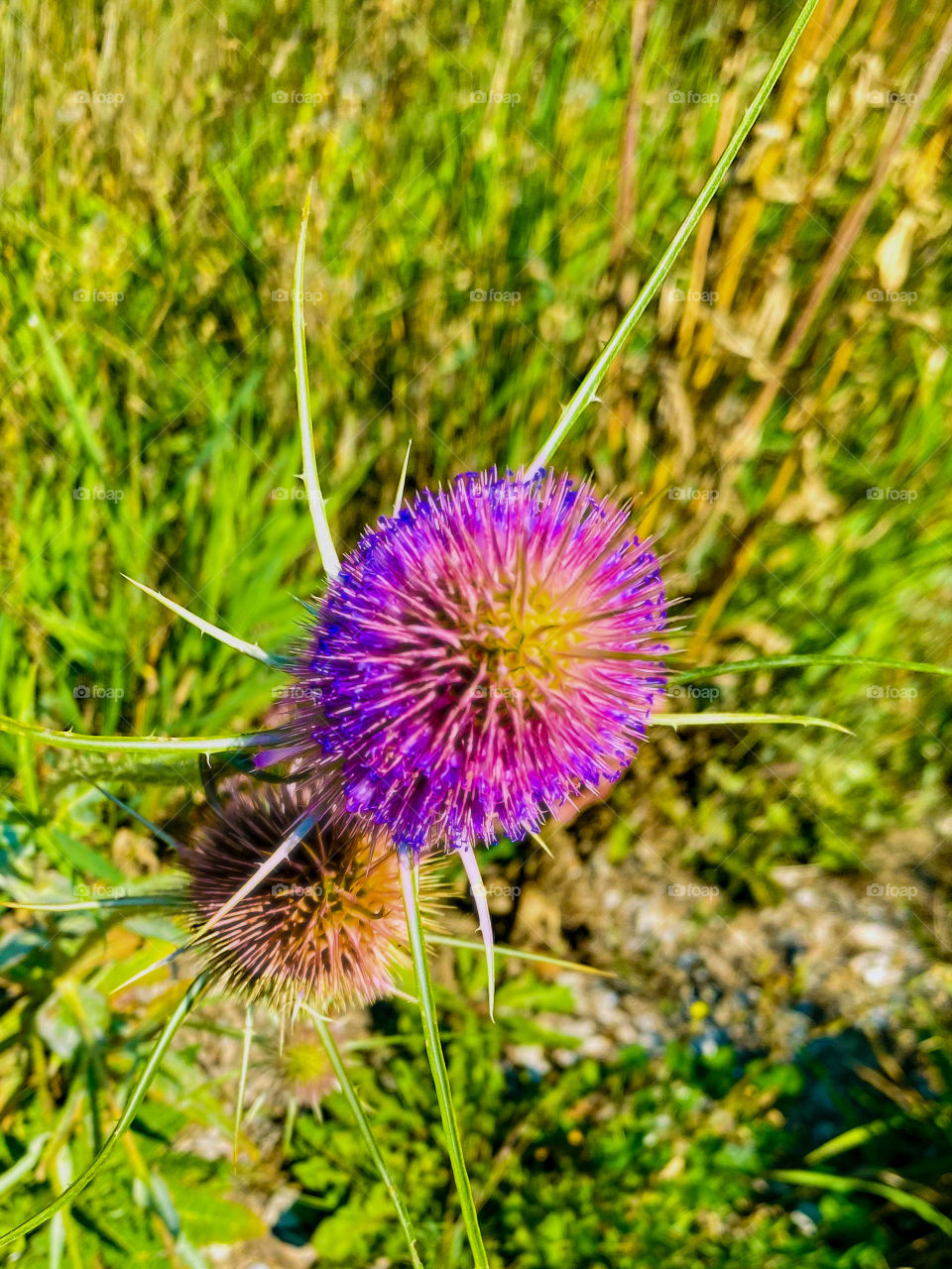 Purple thistle 
