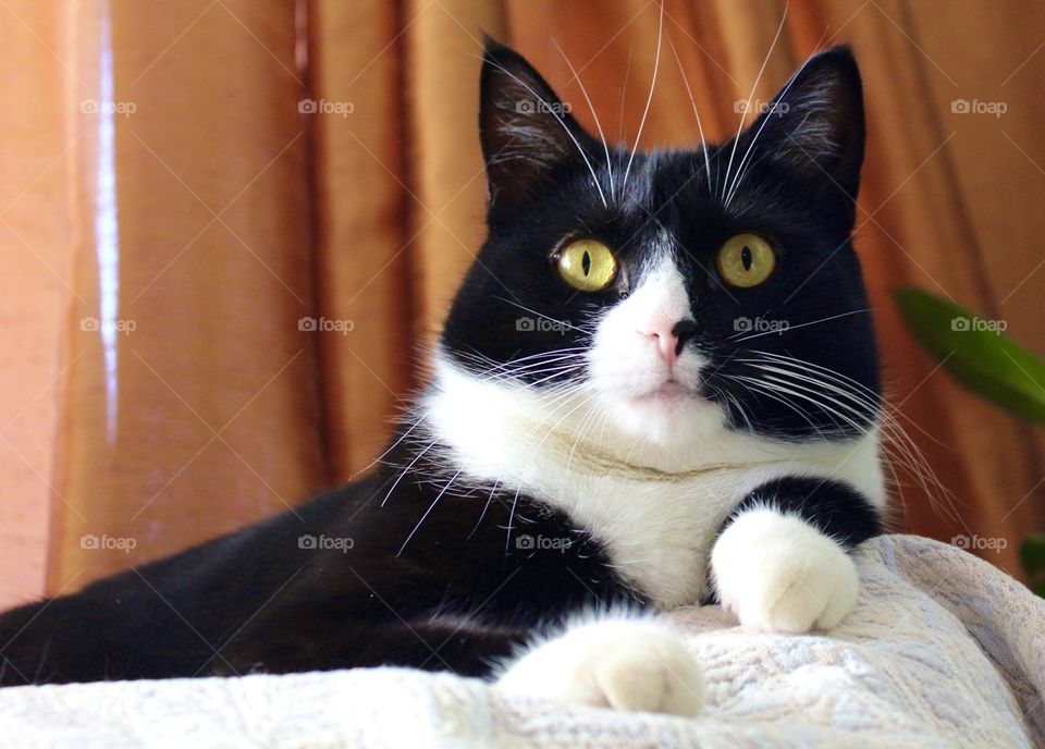 Cat with cute pink nose