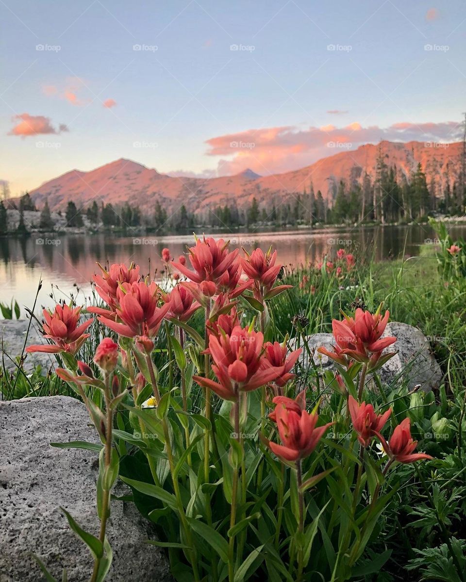 Summertime in the high alpine of Utah means lakeside sunsets and wildflowers galore 