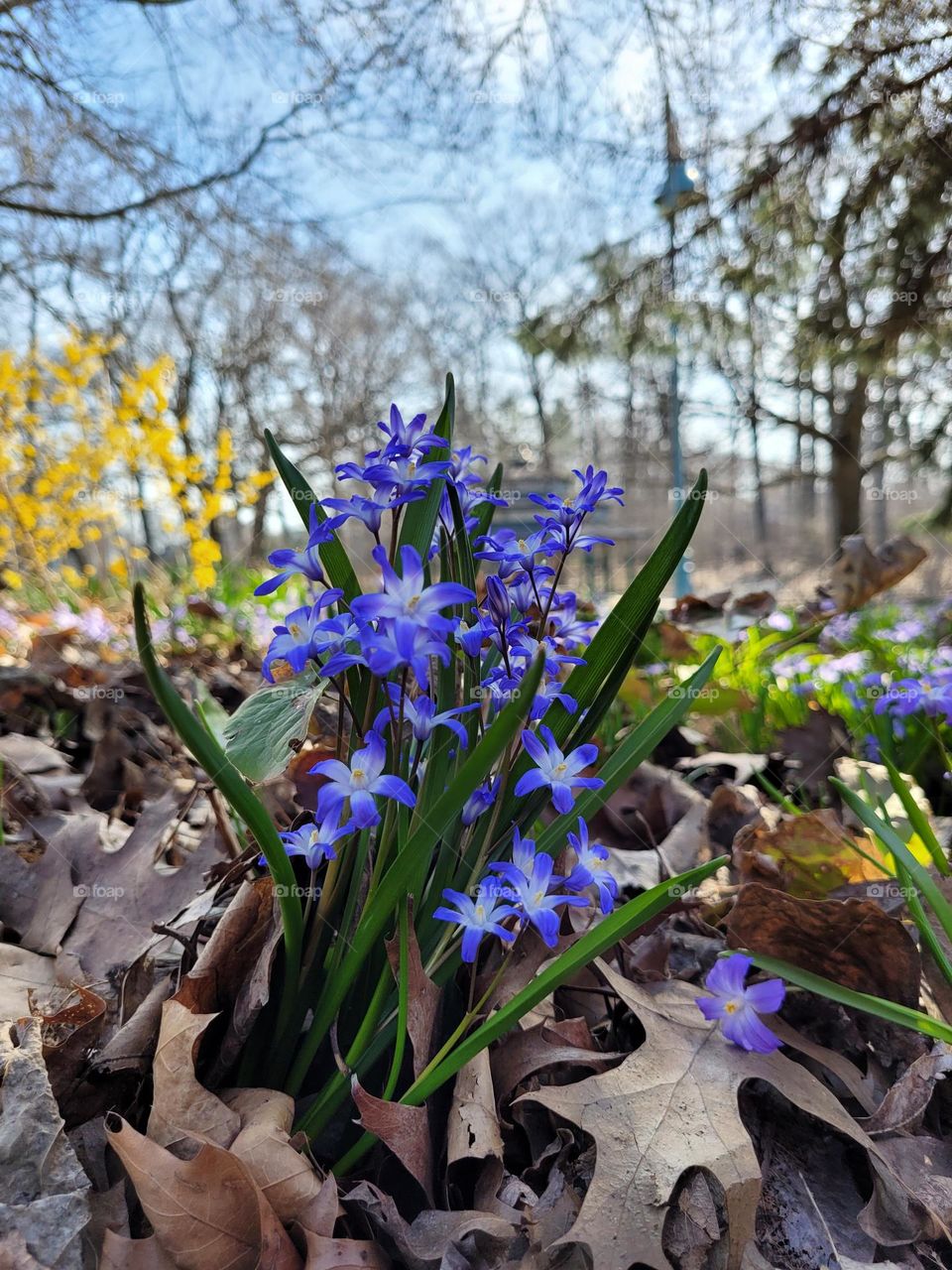 Urban city view.  Top view of blooming flowers,  branches close up. Spring season