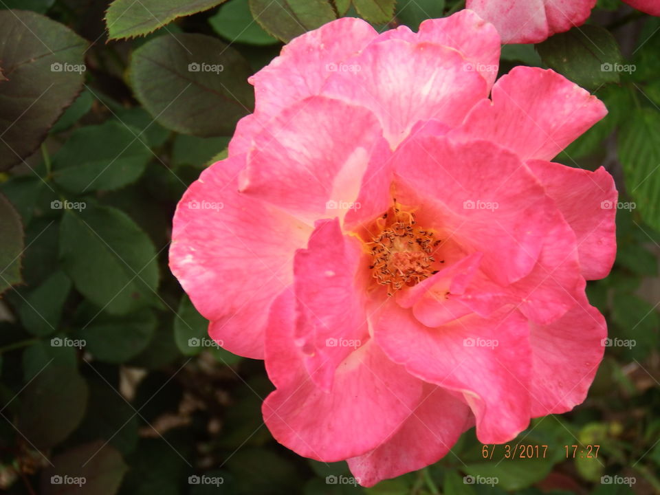 Dark pink rose full bloom