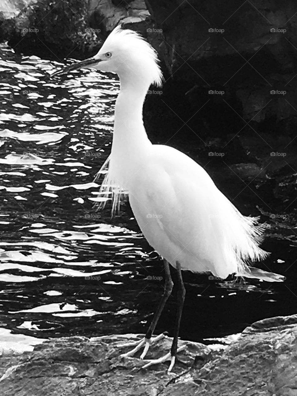 White Florida Heron at SeaWorld Orlando in black and white with ruffled feathers 