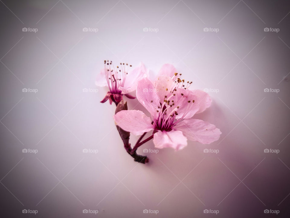 Isolated pink blossom flowers on a white background.
