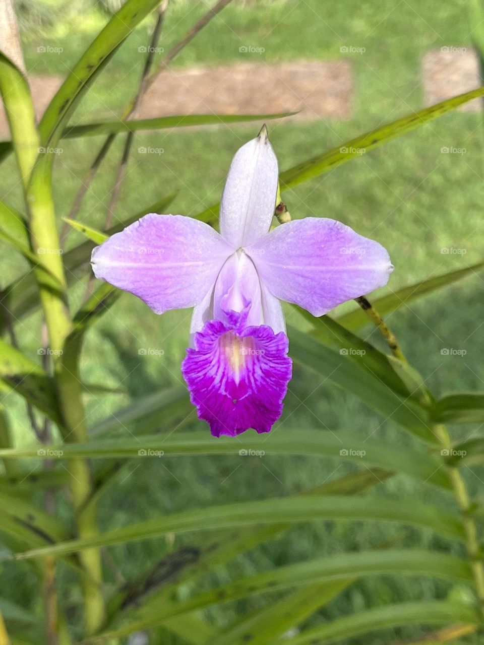 Orquídea 