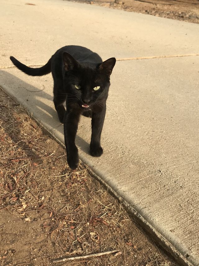 Meow 