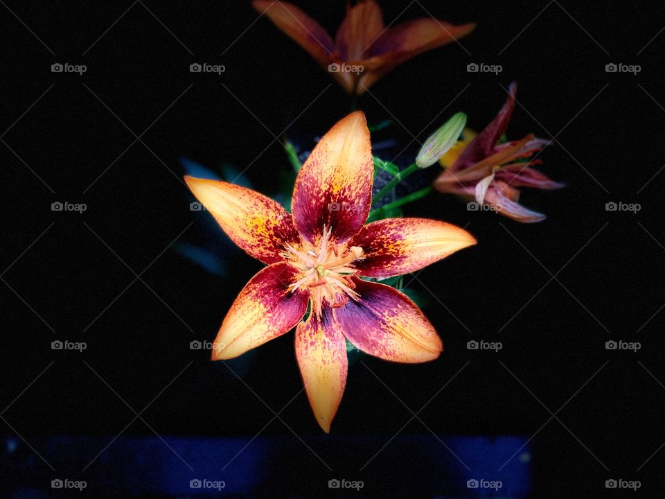Beautiful Siberian lily flower blossoms with yellow orange petals. Floral flower. 