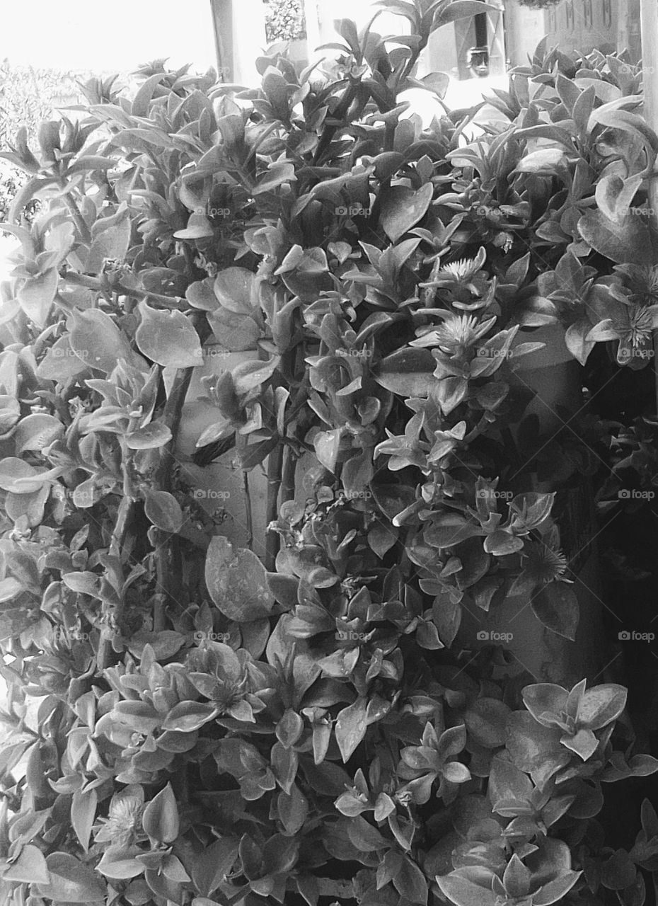 🌲🌲🌳🌳🌳🌴🌴🌵🌵🌵🪴🪴🍂🍂💮💮🌱🌱🌿🌿🍃🍃🍀🍀☘️💚💚💚🤍🤍🤍🖤🖤🖤🖤🪨🪨🪨🪵🪵🪵❄️❄️❄️🪴🪴🍀🍀🍀☘️☘️☘️🍃🍃🍃🍃🍃🐟🐟🐟🕷️🕷️🕷️🕸️🕸️🕸️🐛🐛🐞🐞🐝🐝🐝🪳🐝🐝🐝🐝🦠🦠🦠🐾🐾🐾🐾🐾🦟🦟🦟🪲🪲🪲🦗🦗🦗🐜🐜🐜🐜🐜🐜🐜🐜🥬🥬🥬🥬🫑🫑🫑🫑🥑🥑🥑🥦🥦🥦🥒🥒🥒🌽🌽