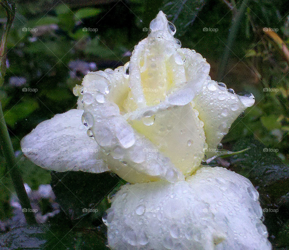 White Rain Rose
