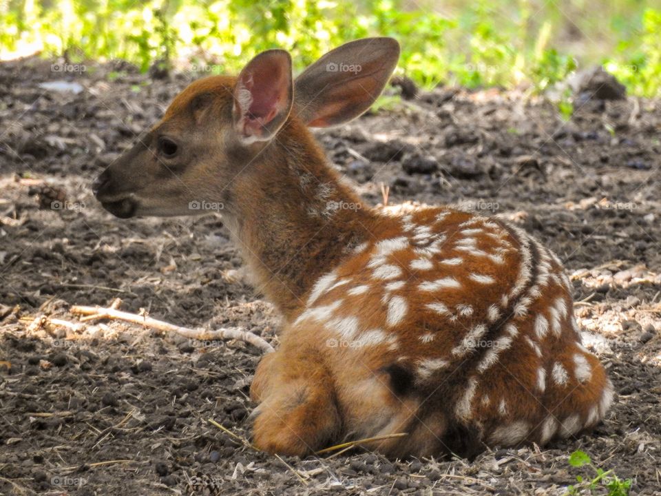 The Ussuri spotted fawns are timid, cautious, and quick.