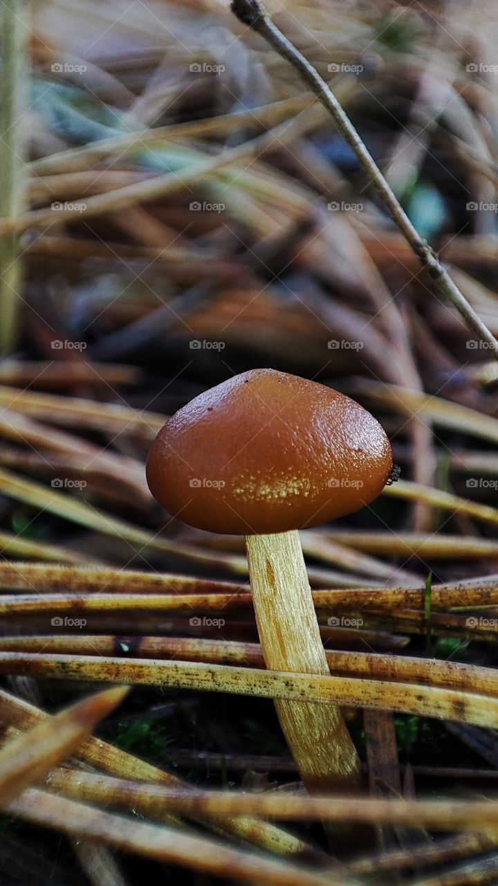 Macro photo of mushrooms in the forest