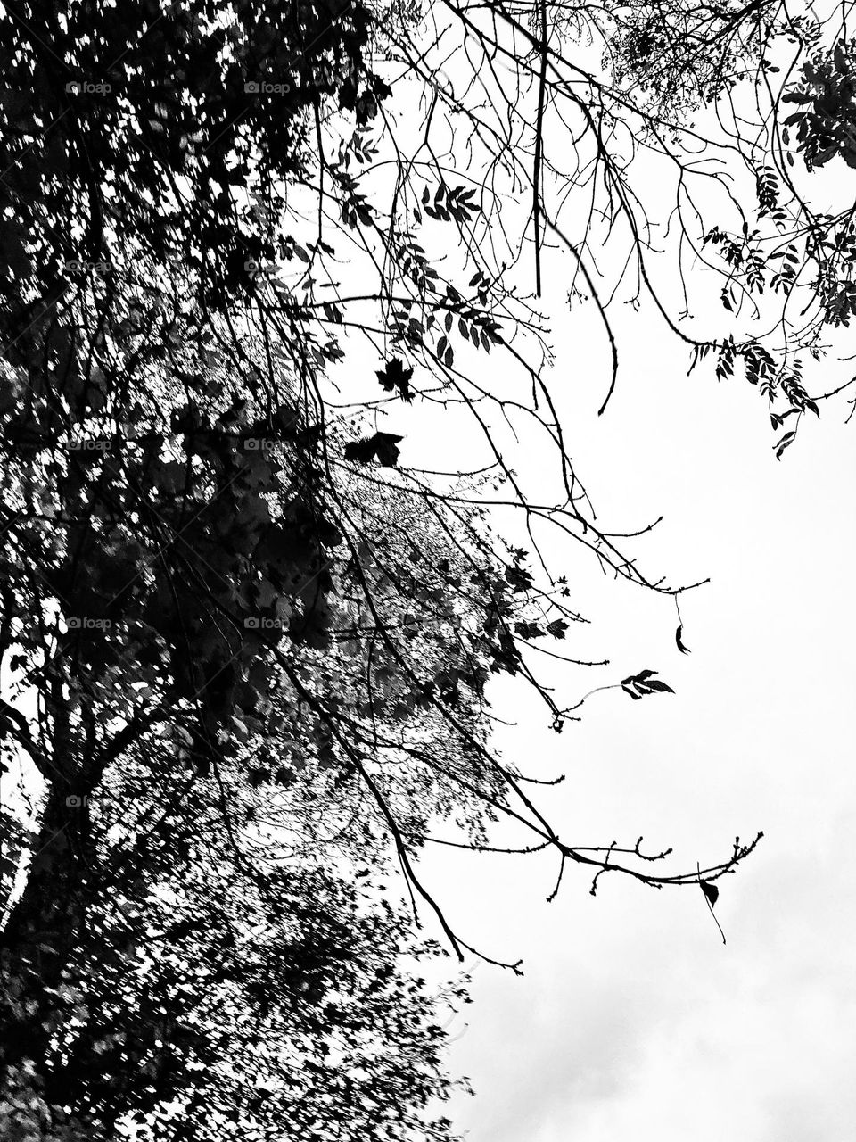 Black and white leaves 