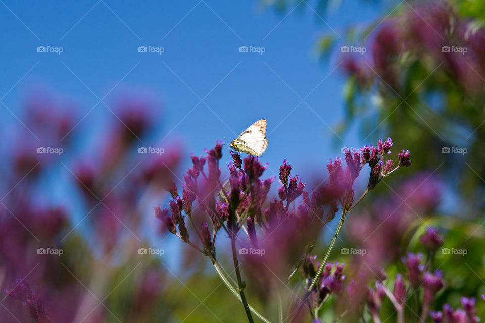 Four seasons - love the peacefulness of this butterfly on the purple flower on a bright day with clear blue skies on the background