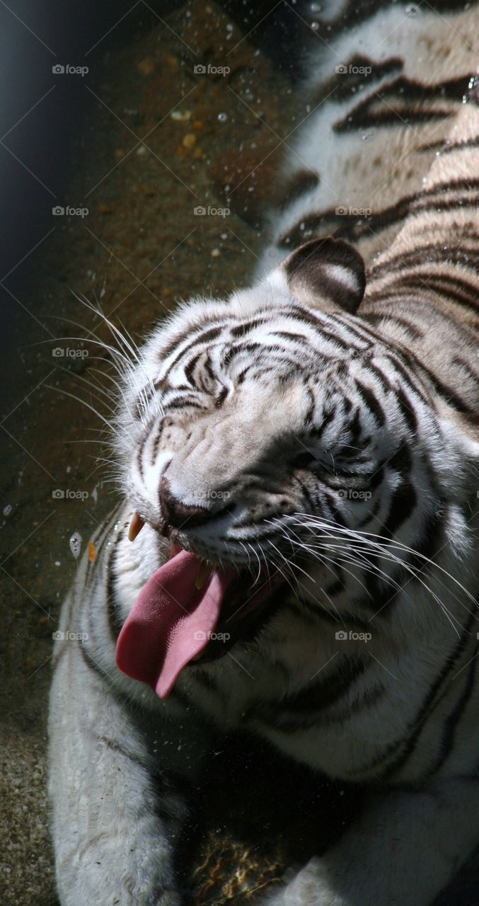 Tiger tongue paw