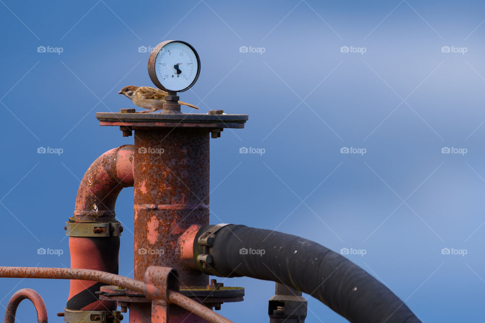 Sparrow sitting behind meter and on top of a red and rusty old machine