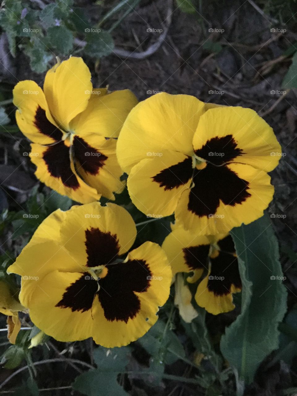 Yellow pansy