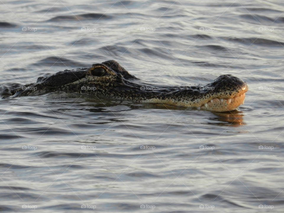 Florida Everglades Alligators