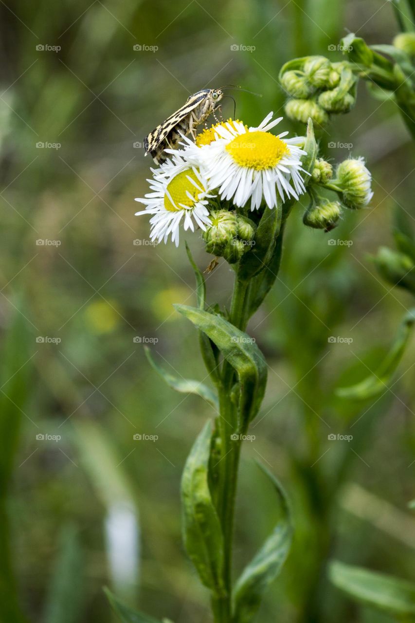 Wild aster and Spotted sulphur