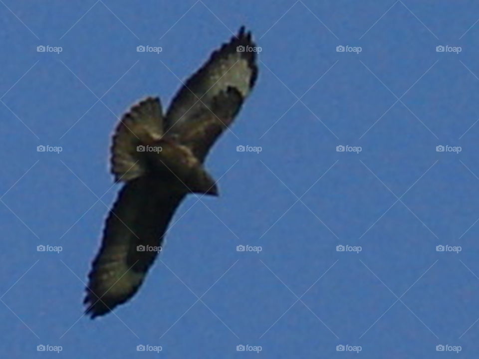 Buzzard in flight
