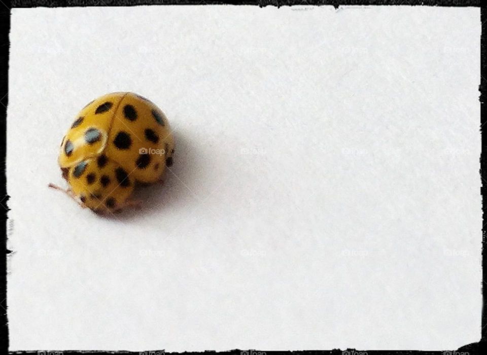 yellow ladybug computer wallpaper