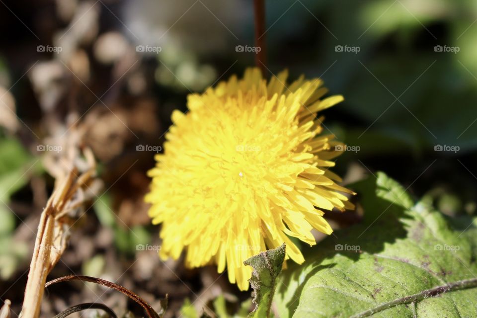 Dandelions 