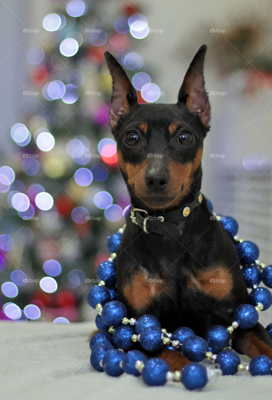 Pinscher dog