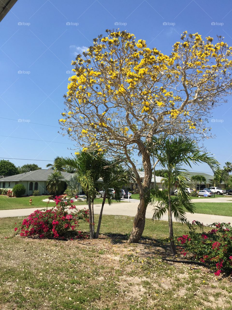Yellow Tree. Front yard photo