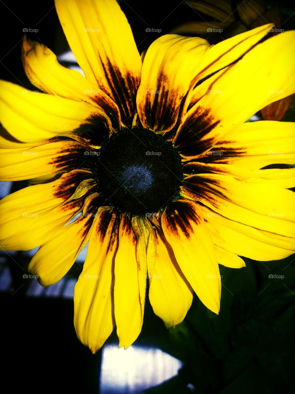 Sunflower eye