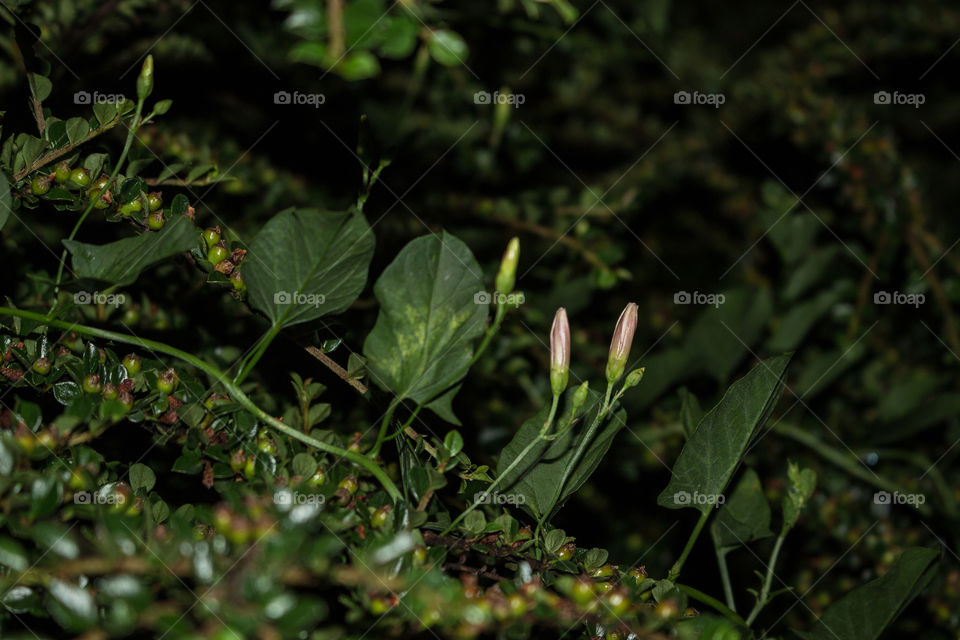 •  🌱  Summer Flowers at Sunset
•  💚  Beautiful plants