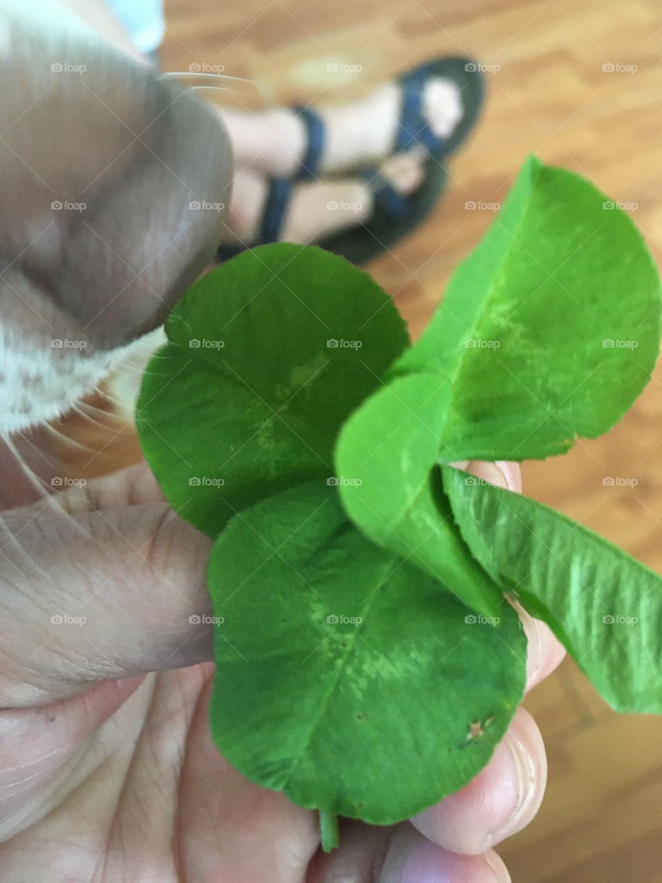 Hubby also found a five leaf clover! Lucky dog! I can’t find a four leaf clover!