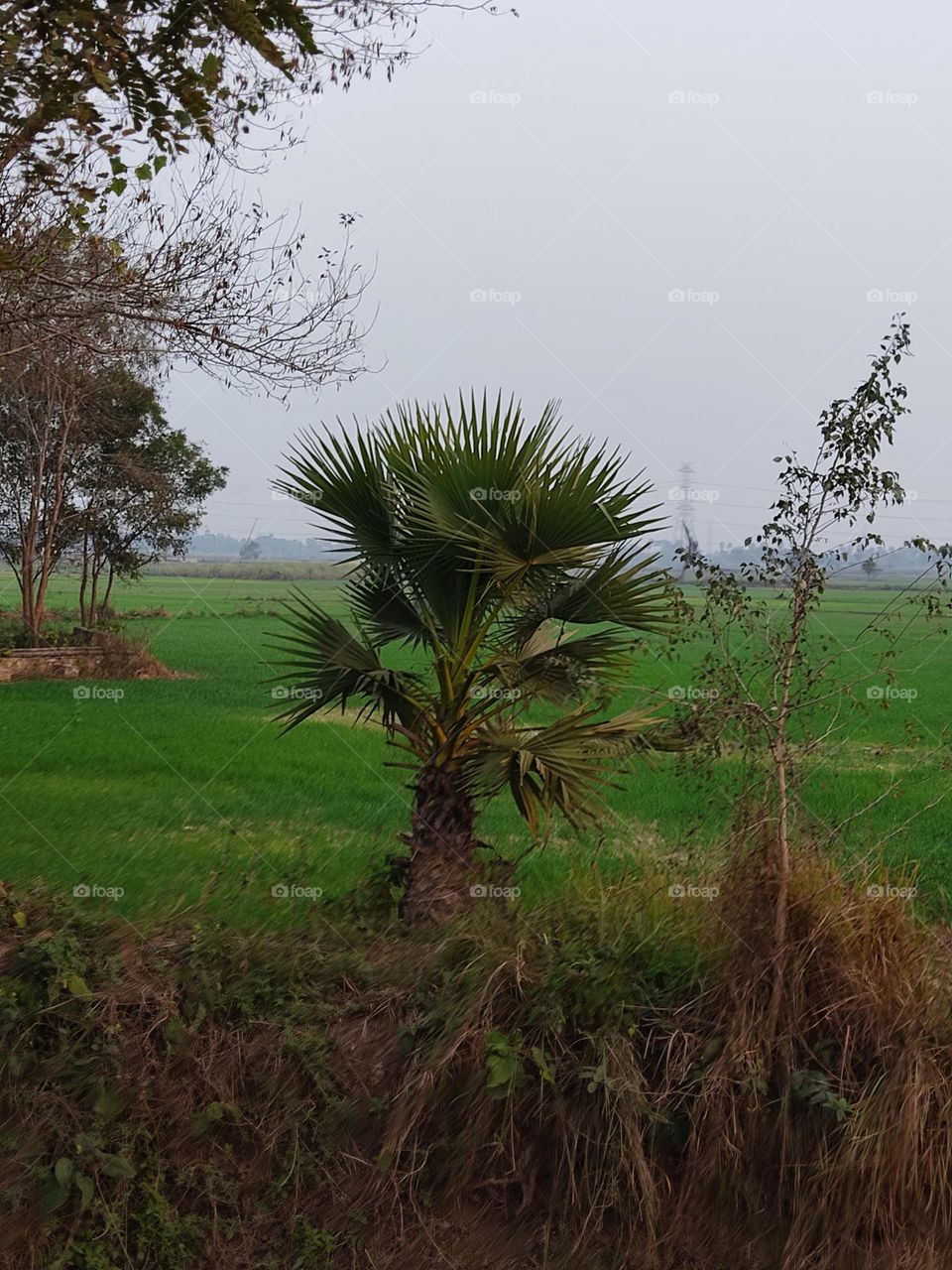 beautiful small palm tree 🌴