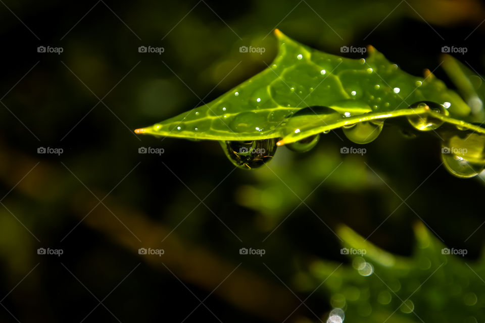 Raindrops on a leaf.