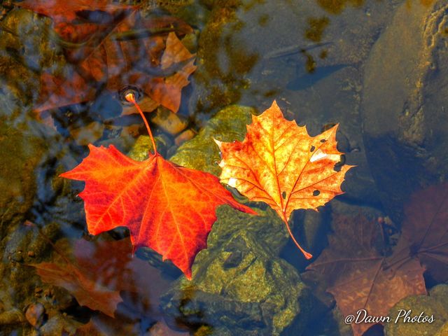 Fall Pair