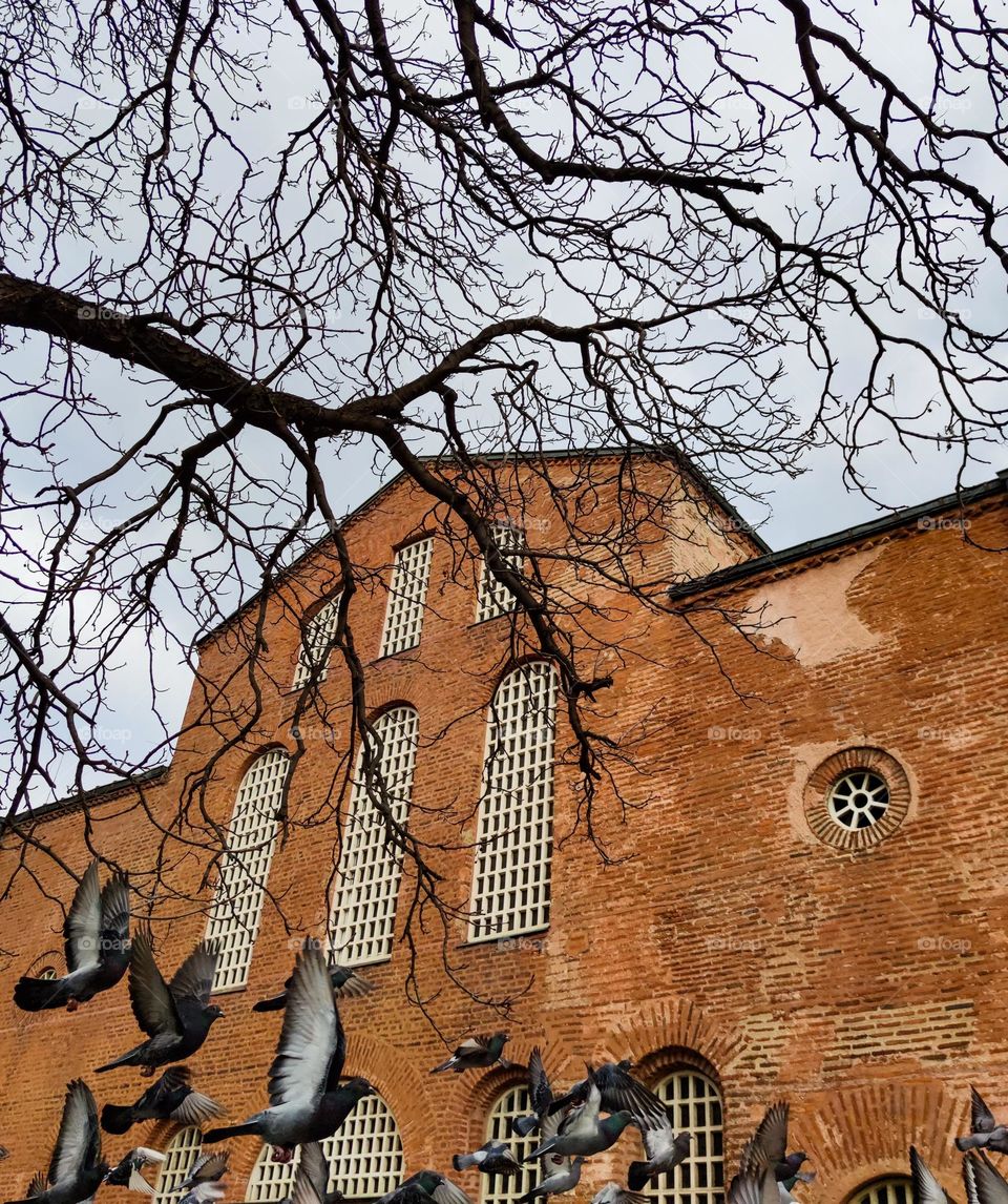 A flock of doves in the city