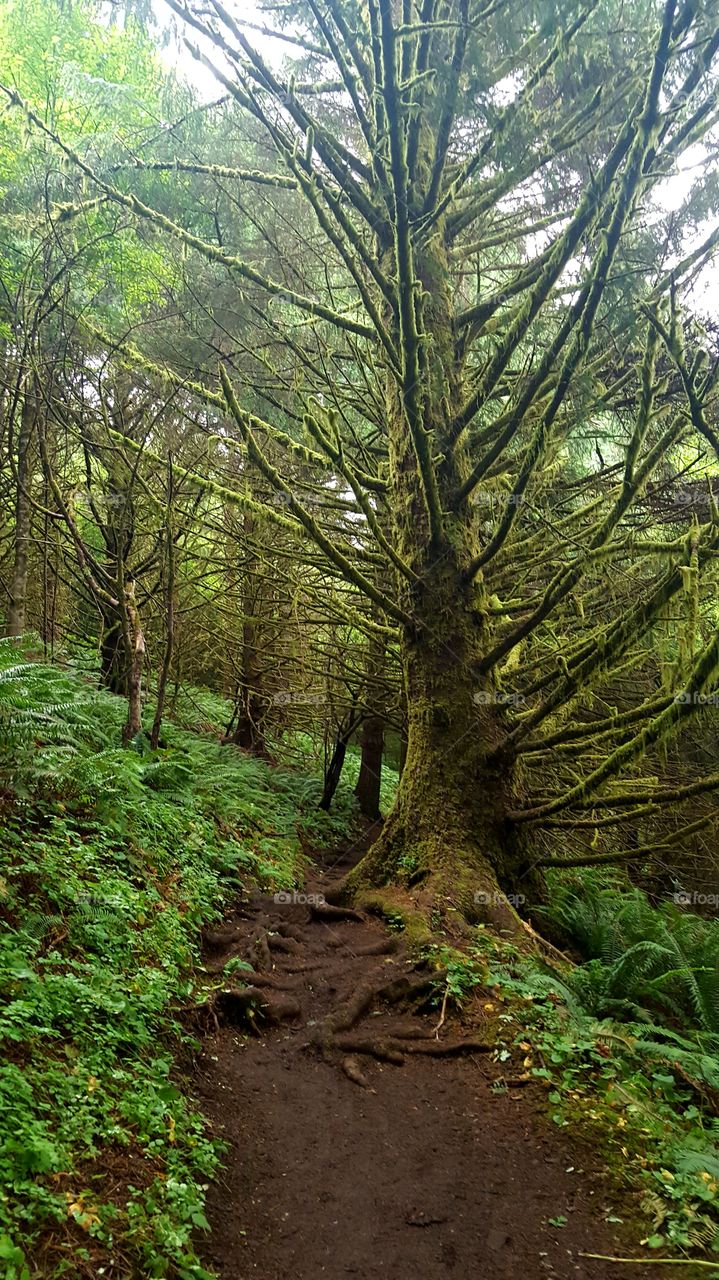 Forest Bathing