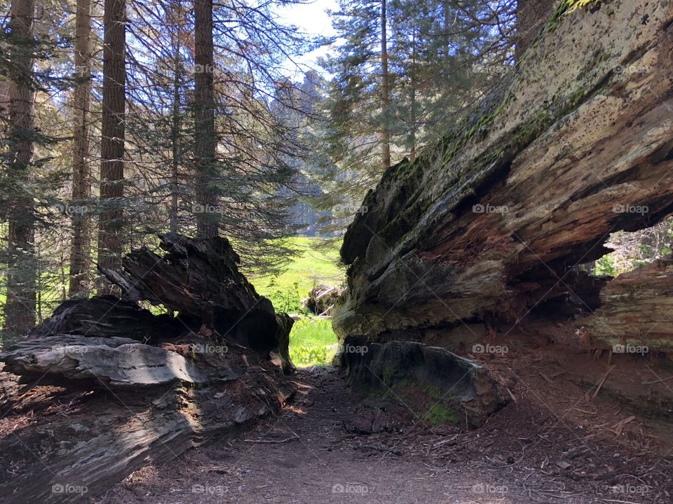 Meadow through downed Sequoia 