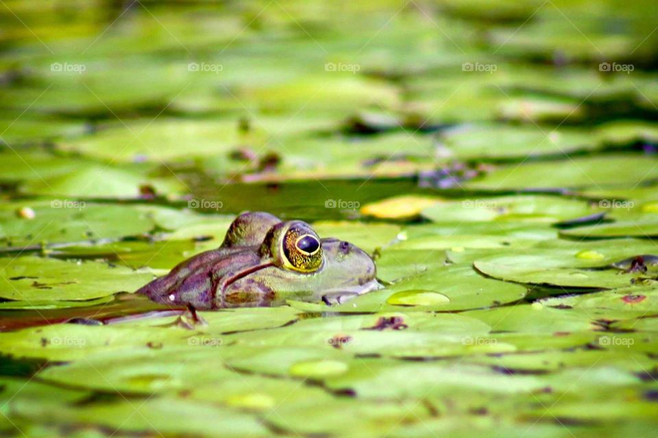 frog in the lily pads