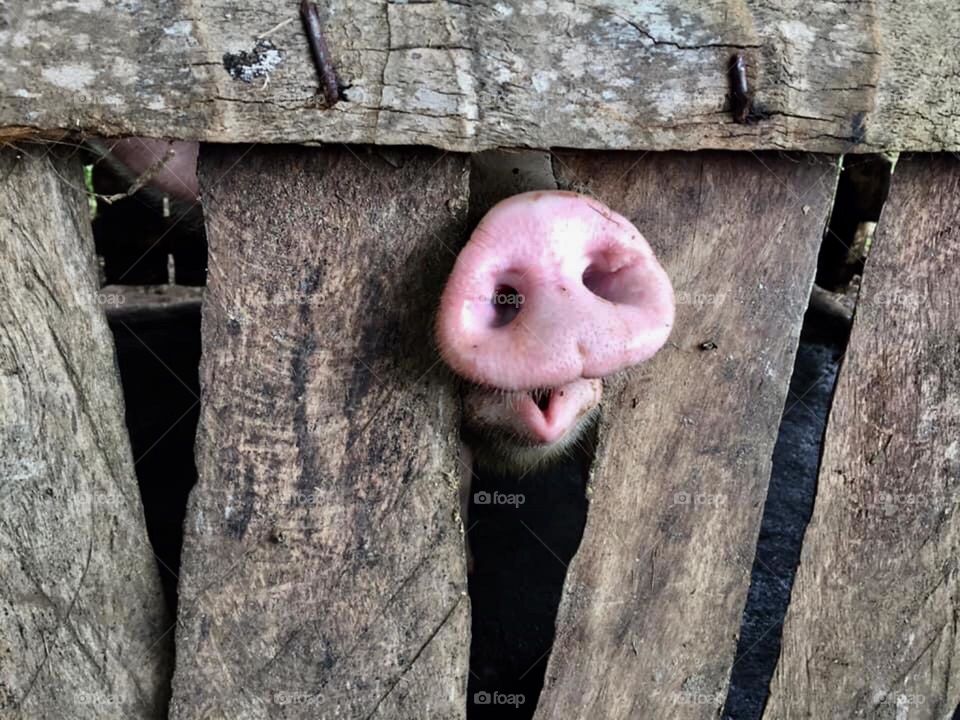 Pig