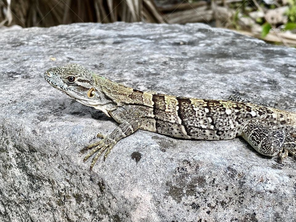 A black spiny-tailed iguana sitting on a rock