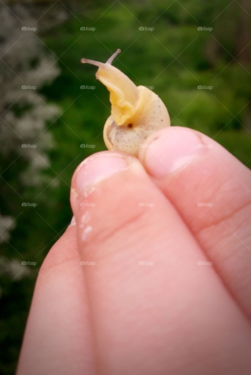 little snail