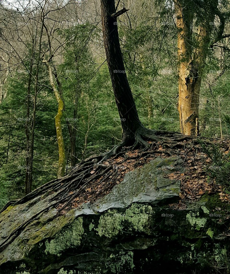 Exposed roots across a giant boulder