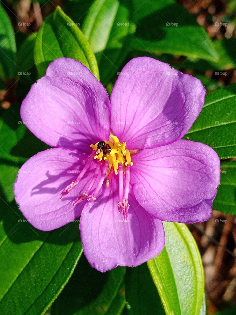 A Honey bee pollinated a Bovitiya flower