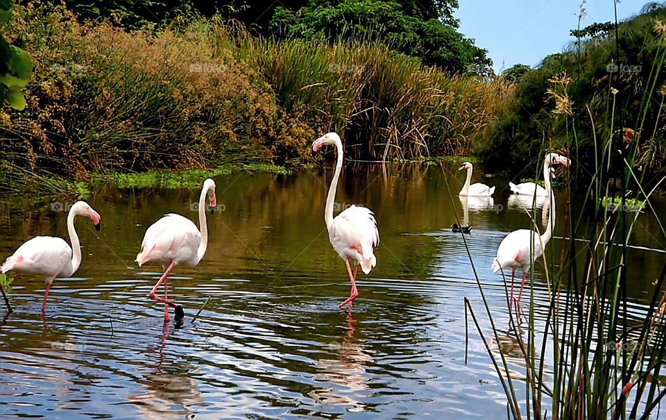 Lake: Pink Flamingo. It is said that they get their Pink color from their food.