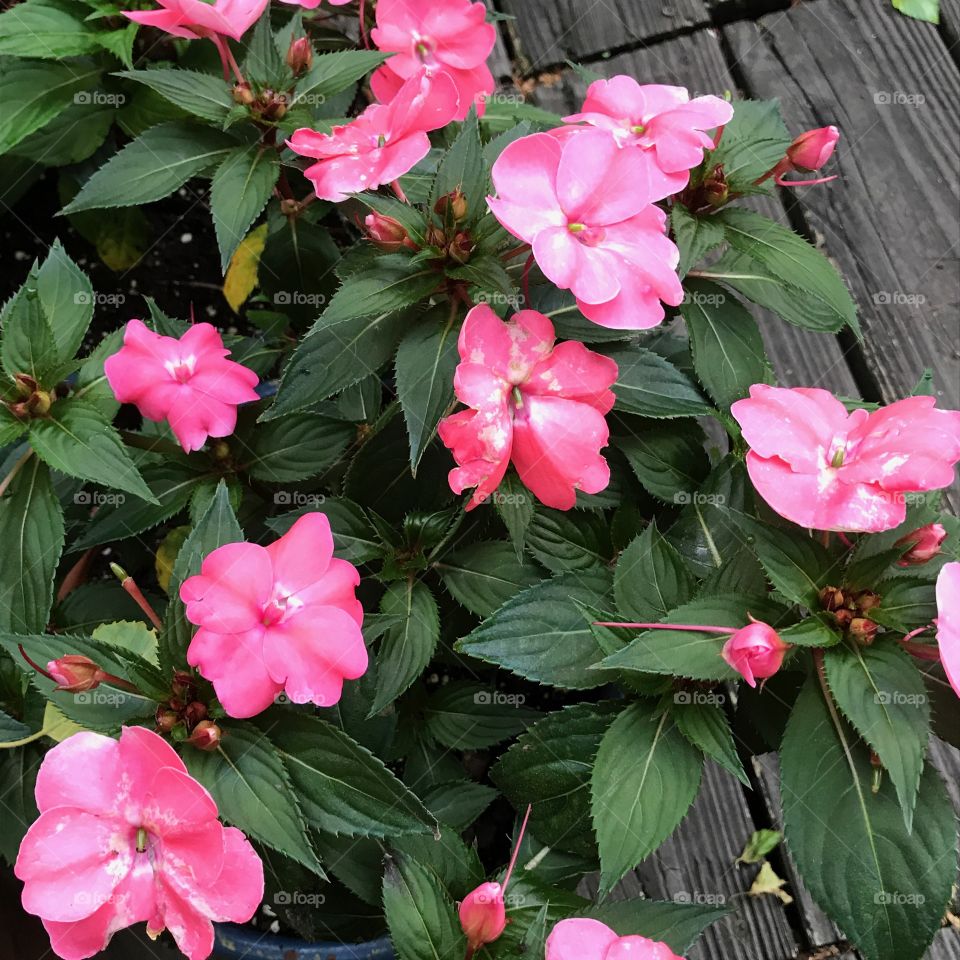 Beautiful flowers growing in my grandmother's garden.