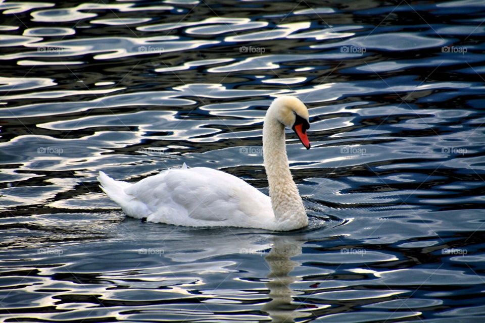 Swan. Swan on Lake Lucerne, Switzerland 