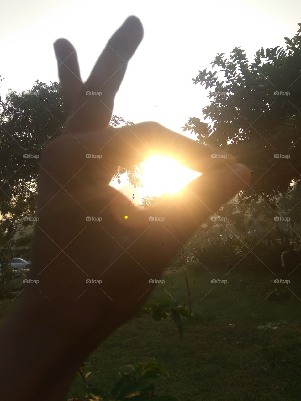 sun
sky
tree
hand