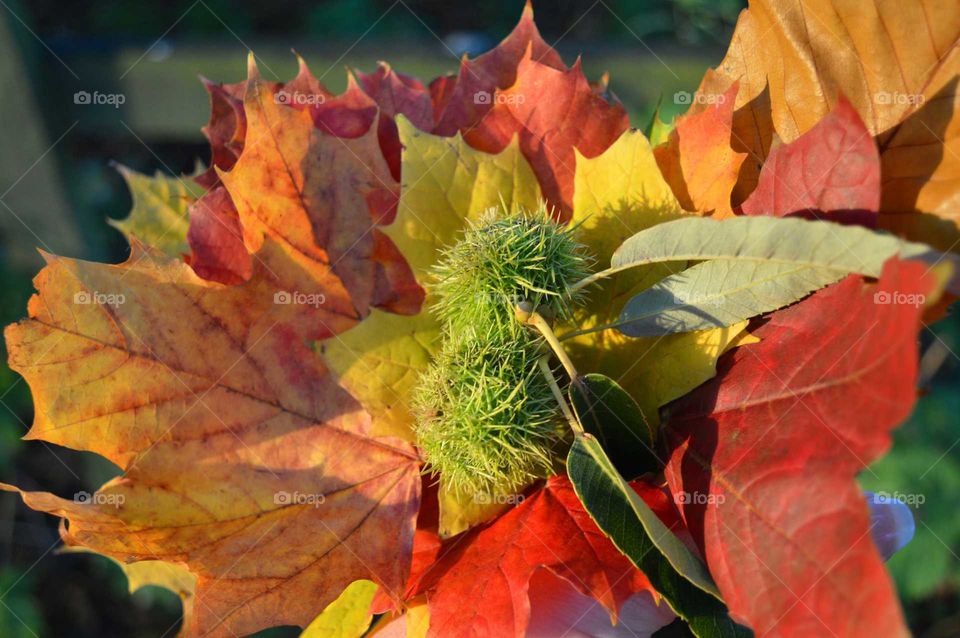 Close-up of maple leaf