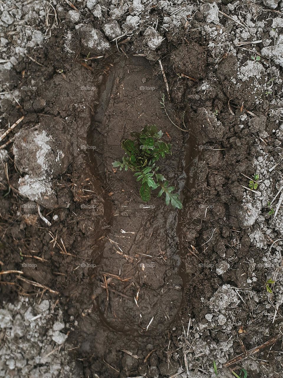 A green mark is where a human foot stepped