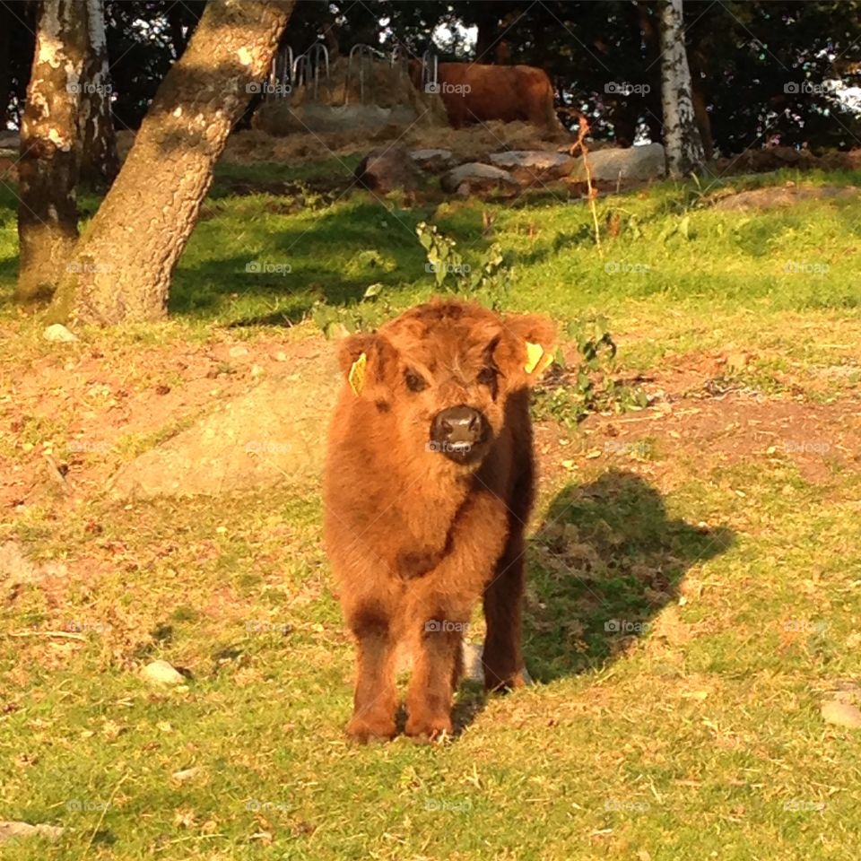 Highland cattle calf. A very cute Highland cattle calf just outside my gym. 