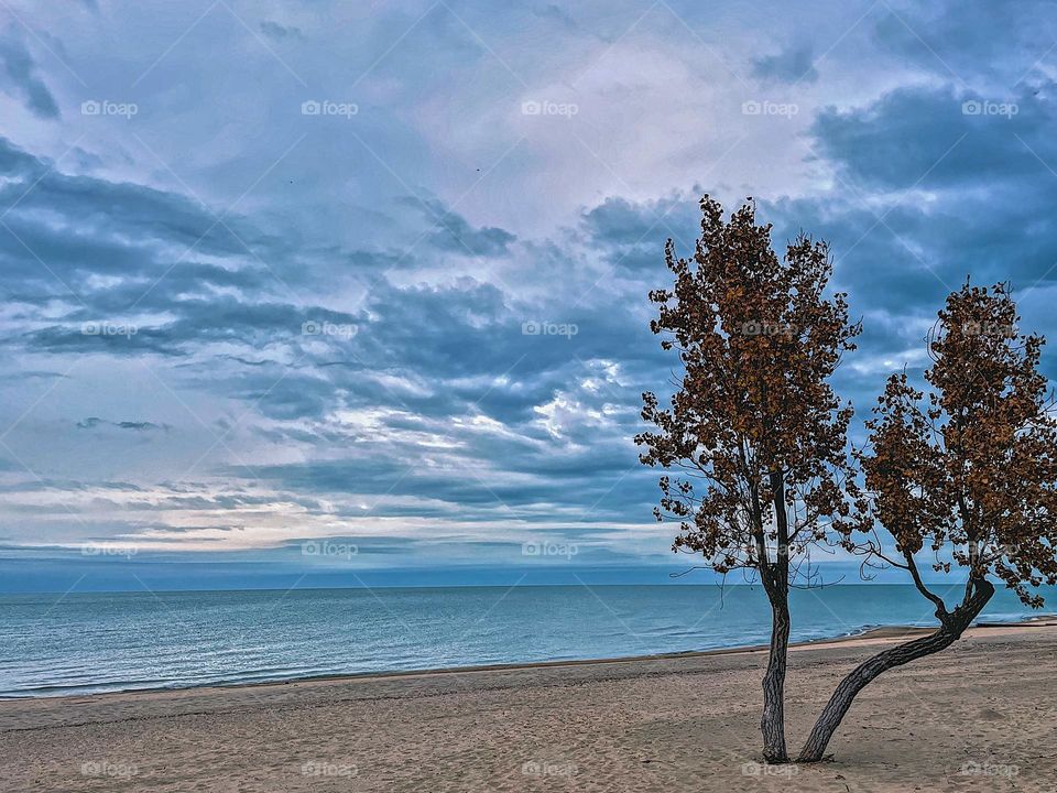 Solitary tree on a beach, beach landscape, empty beach landscape, beach image, solitude on the beach, beautiful beaches in Michigan