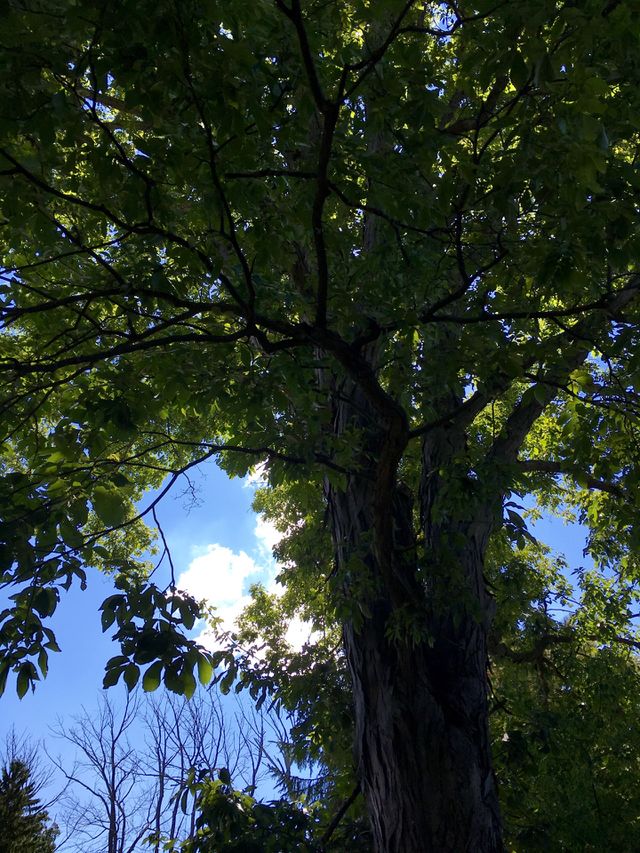Tree in moms backyard